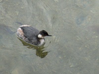 Nuoto del bambino di Cormorant in acqua