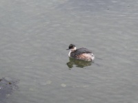 Bébé cormoran nageant sur l'eau
