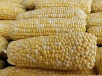 Двухцветная кукуруза