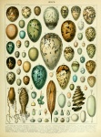 Bird Eggs Vintage Art