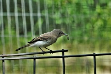 Oiseau sur clôture mangeant une chenille