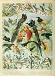 Vintage Kunstdruck der Vögel