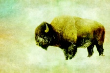 Bison Vintage Painting