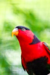 Black Capped Lory