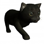 černá kočka chůze