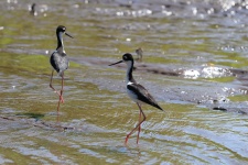 Black-necked stilt Bird