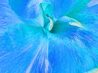 Canna Flor Azul Artística