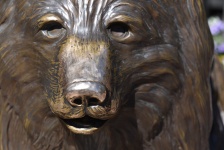 Cara do urso de bronze