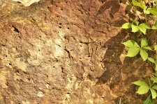 Brown Stone and Vine Background