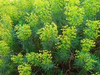 Blühende Buschvielfalt-Euphorbia