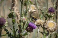 Bumble Bee na Cardoon