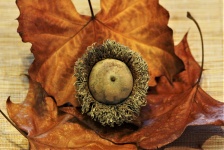 Bur Acorn on Leaves Close-up