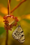 Butterfly pe o floare de inimă