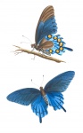 Stampa di pittura vintage farfalla