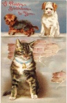 Cat & Dogs by Helena J. Maguire