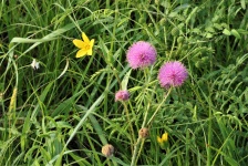 Catclaw Briar Wildflowers in Field