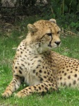 Cheetah Watching