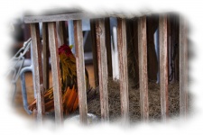 Chicken In Wooden Cage