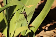 Clubtail Dragonfly On Leaf Close-up