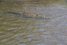 Krokodyl Kostaryki