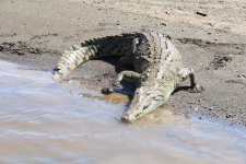 Crocodile du Costa Rica