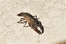 Crayfish Close-up
