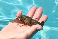 Crayfish in Man's Hand