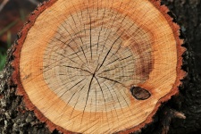 Cut Log Texture