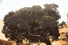 Cutout image of large tree