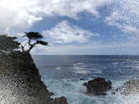 Zypresse-Baum auf Ozean-Klippe