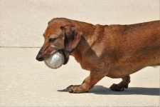 Dackel Hund mit Baseball