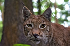Lynx sauvage dangereux