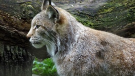 Lynx sauvage dangereux