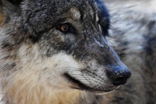 Nebezpečný divoký vlk