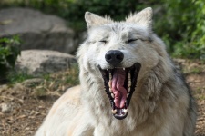 Gevaarlijke wilde wolf