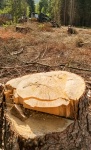La deforestazione