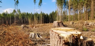 森林砍伐