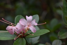 Delicate Pink Rain Forest Flower