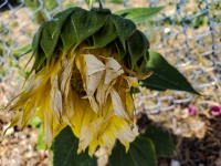 Dried Petals Sunflower