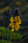 Dwarf Goldenrod Flower Closeup