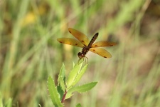 Libellula Amberwing orientale