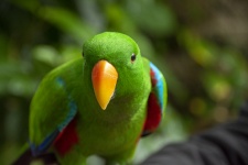Electus Parrot