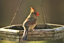 Cardeal fêmea no alimentador do pássaro