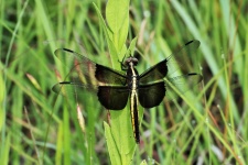 Skimmer feminino viúva libélula 3