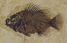 Fósil de pescado
