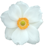 White Flower - 1