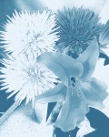 青い花 -  2