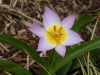 Frühlingsstern Blume