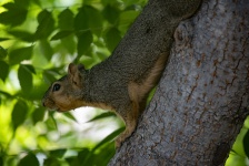 Fox veverka lezení na strom