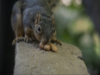 Fox Squirrel Grabbing A Peanut